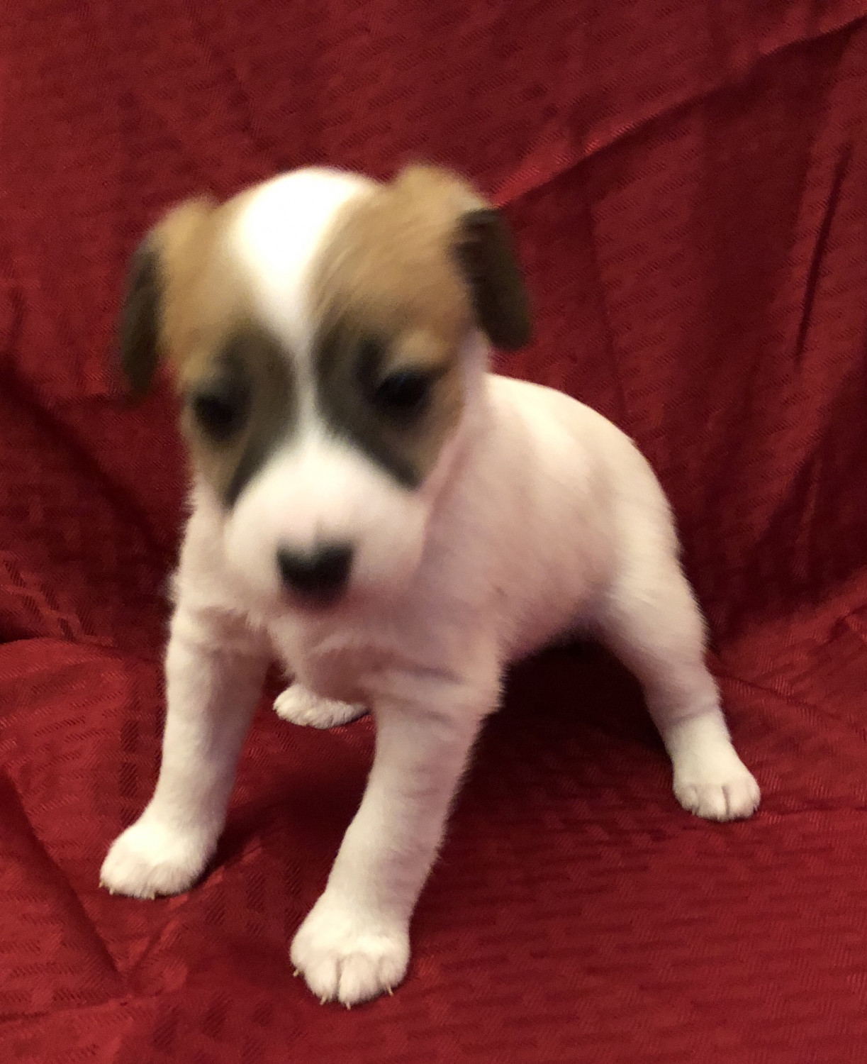 Jack Russell Terrier Puppies For Sale | Harwood Heights ...