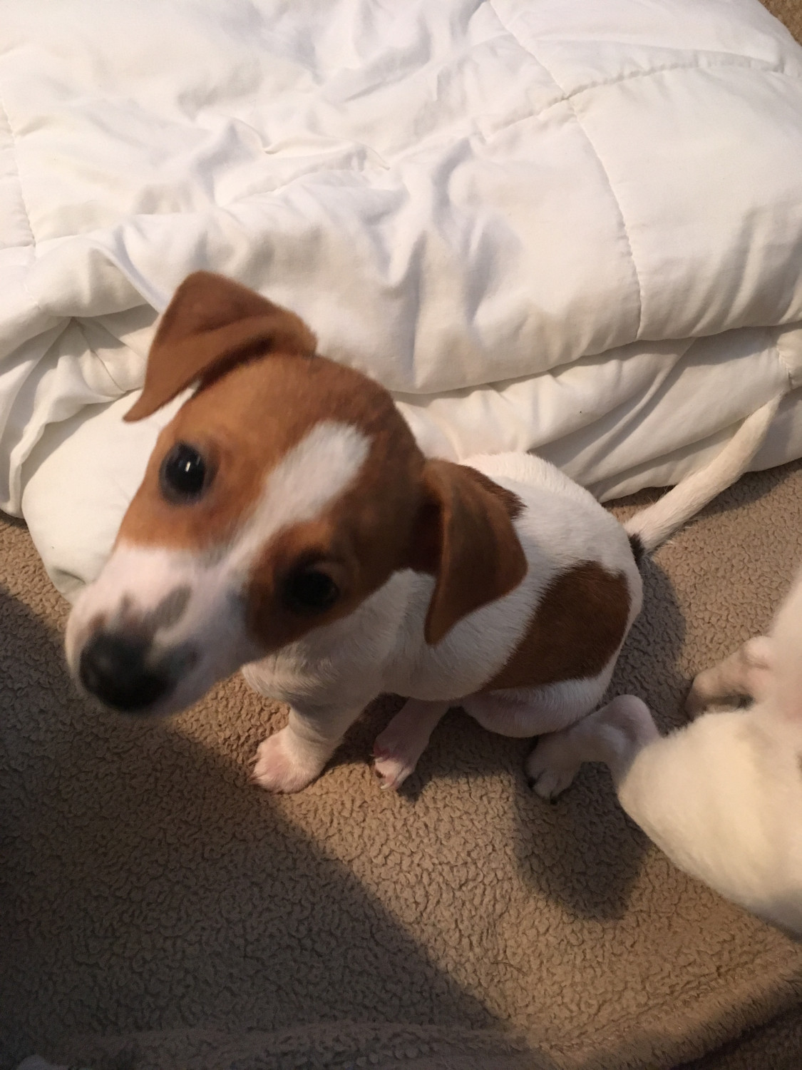Jack Russell Terrier Puppies For Sale West Palm Beach