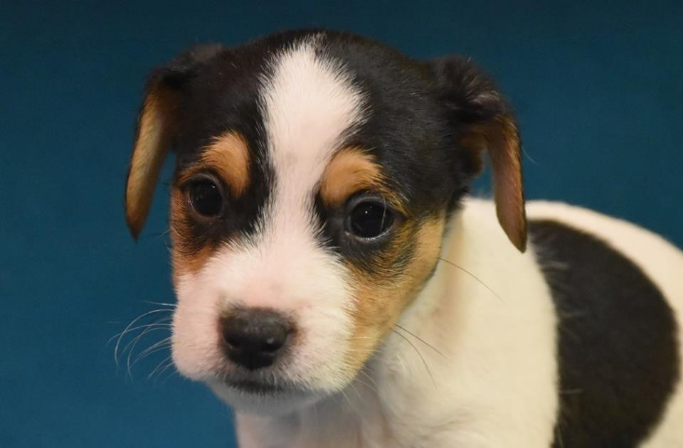 Jack Russell Terrier Puppies For Sale Baton Rouge, LA 288789