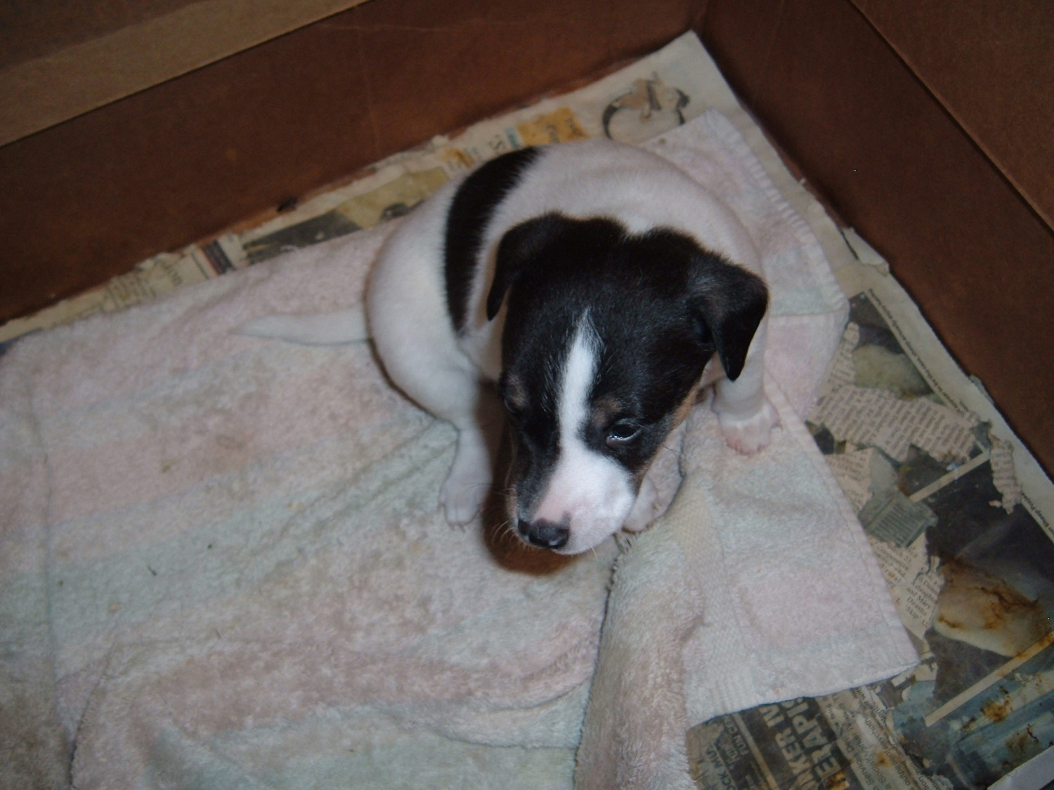 Jack Russell Terrier Puppies For Sale Richland Center, WI 294464