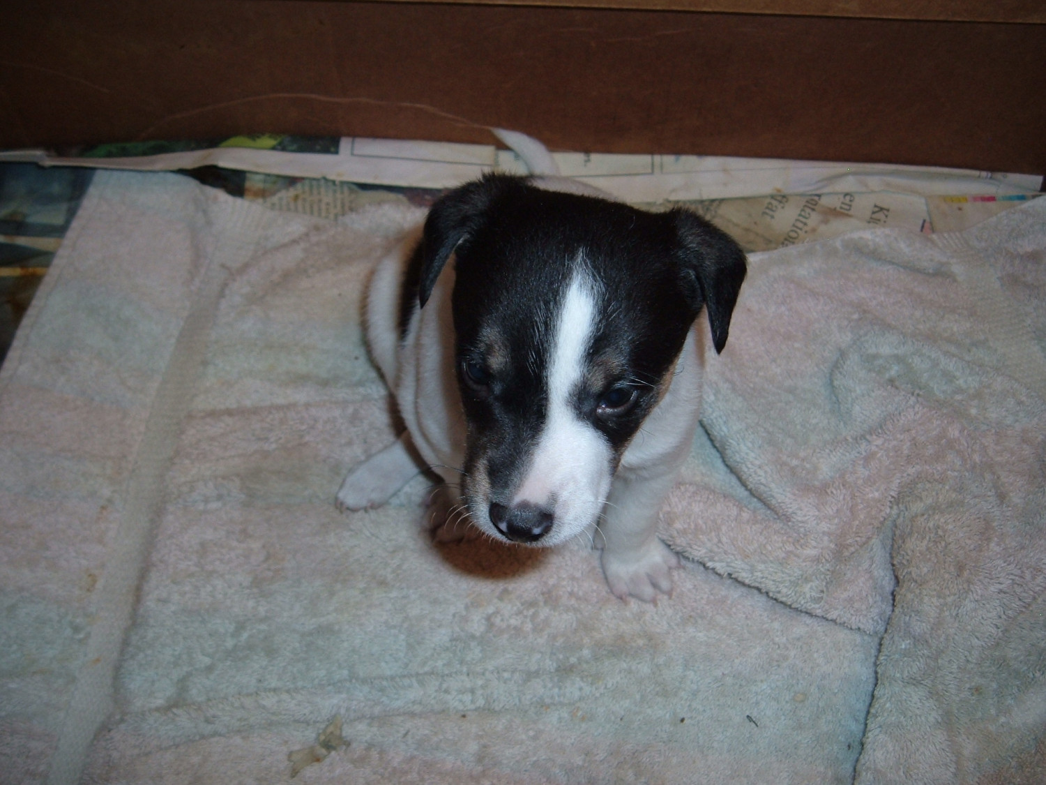Jack Russell Terrier Puppies For Sale Richland Center, WI 294464