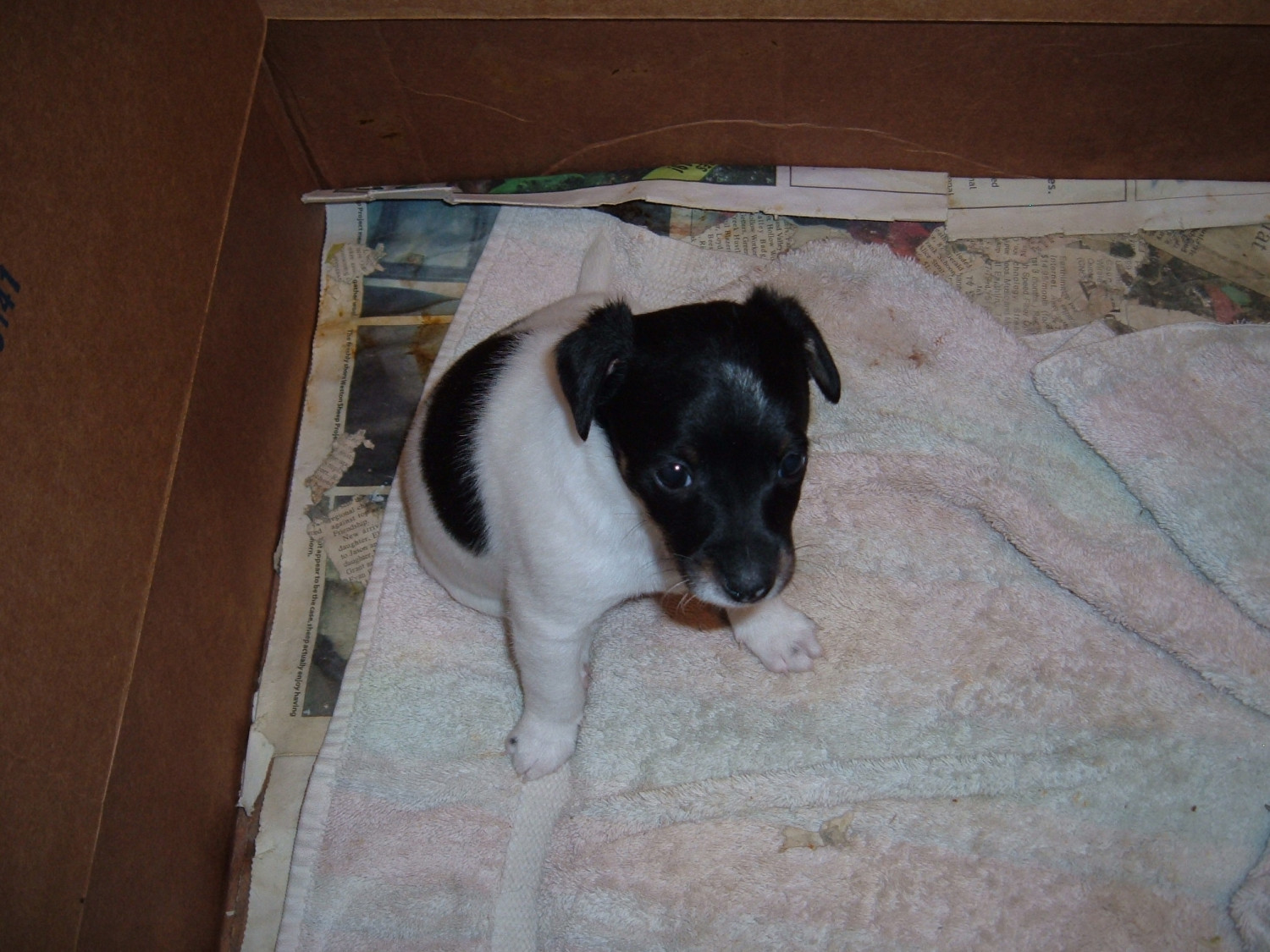 Jack Russell Terrier Puppies For Sale Richland Center, WI 294464