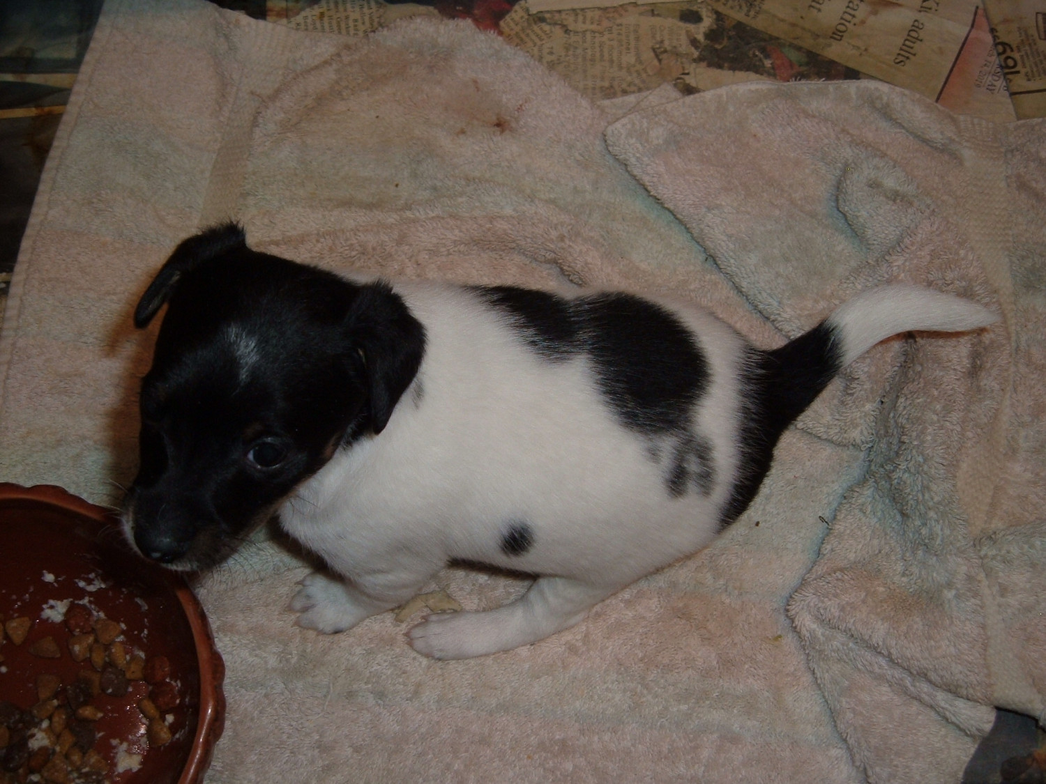 Jack Russell Terrier Puppies For Sale Richland Center, WI 294464