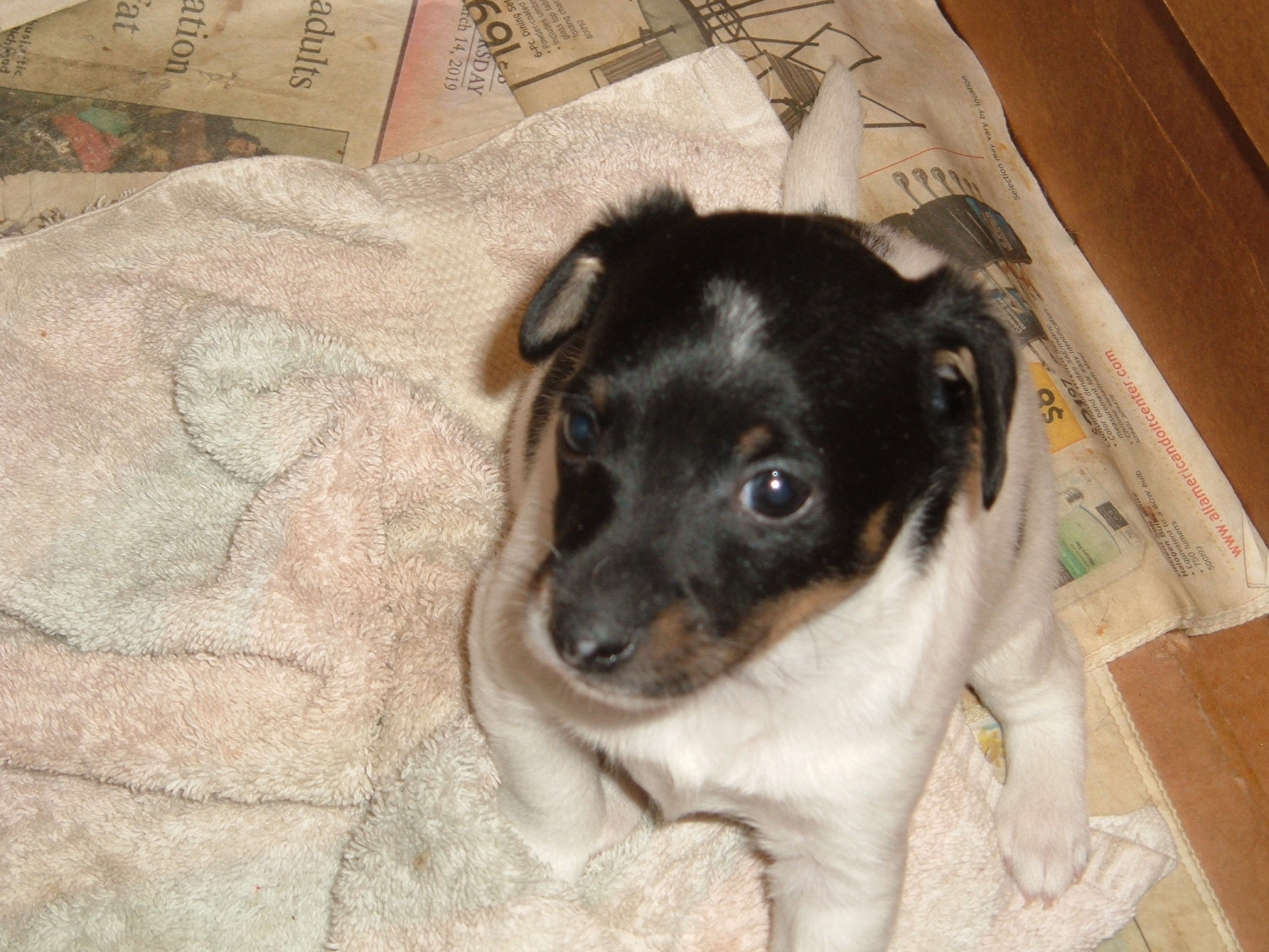 Jack Russell Terrier Puppies For Sale Richland Center, WI 294464