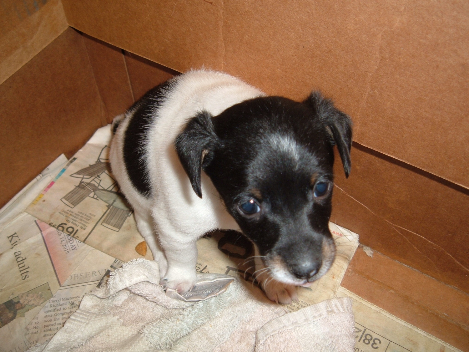 Jack Russell Terrier Puppies For Sale Richland Center, WI 294464