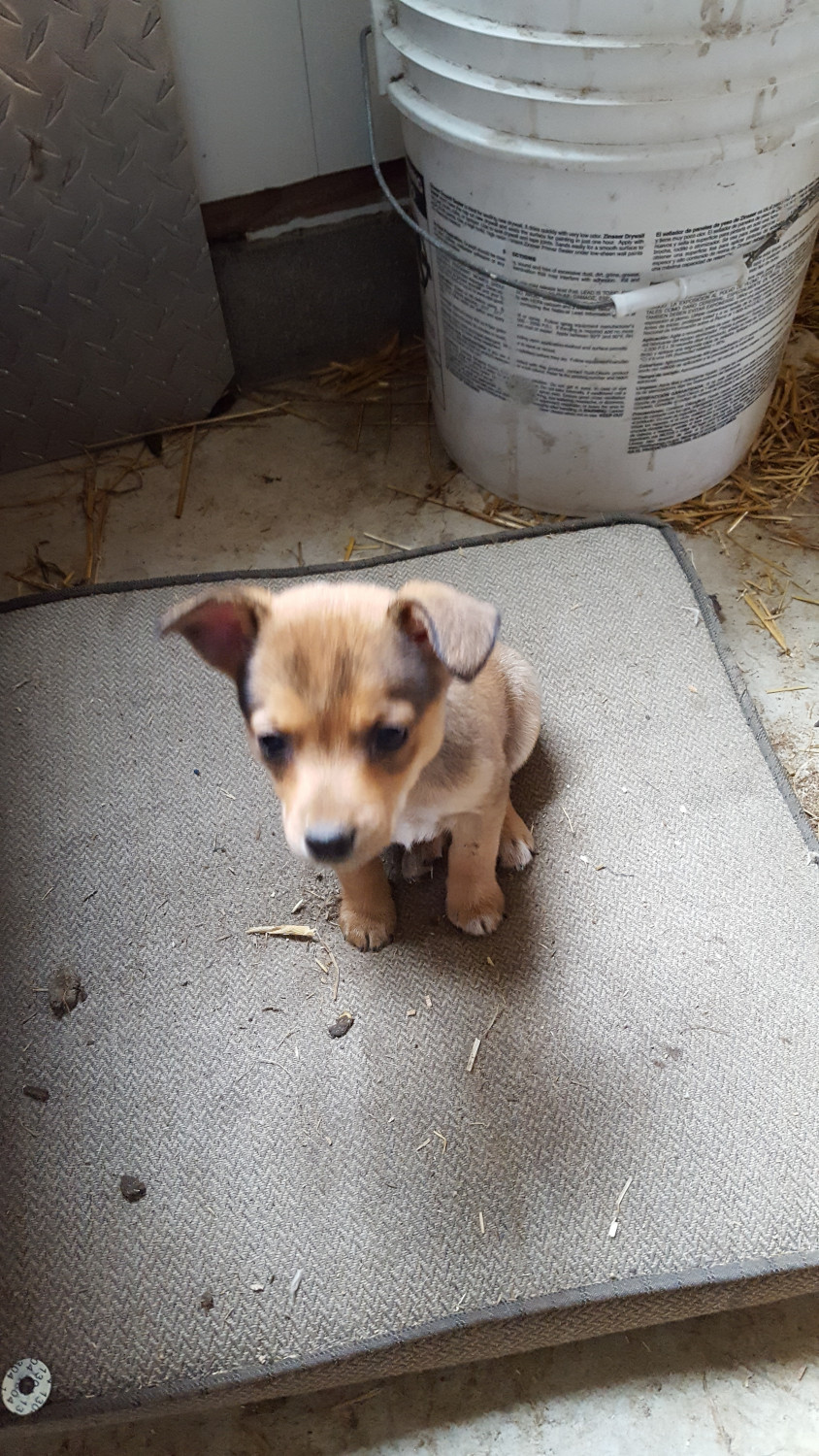 Jack Russell Terrier Puppies For Sale Middlefield, OH 294021