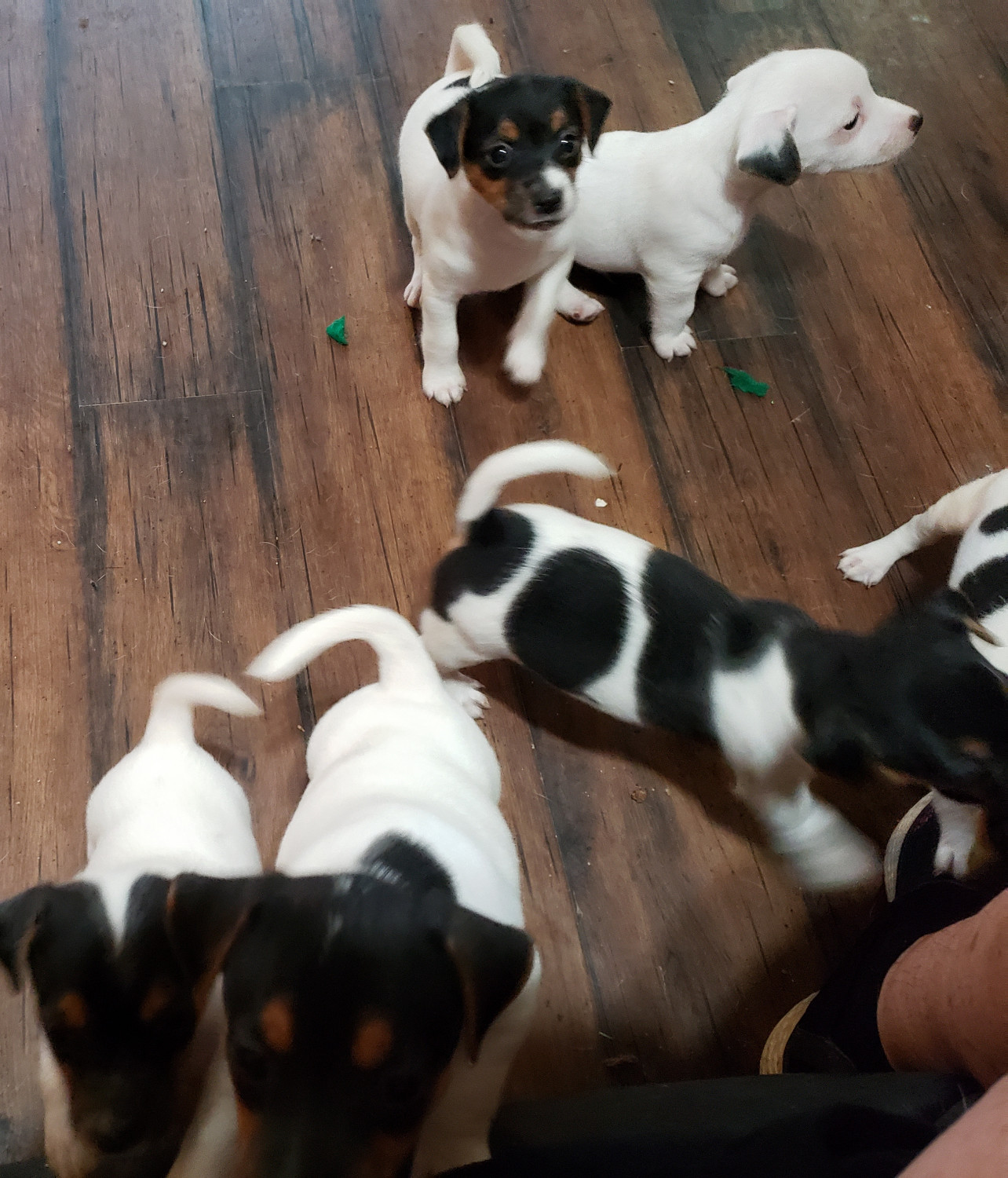 Jack Russell Terrier Puppies For Sale Myrtle Beach Sc 300129