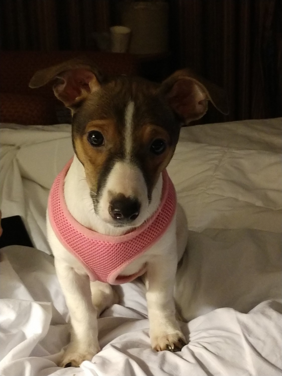 Jack Russell Terrier Puppies For Sale | Chesterland, OH ...