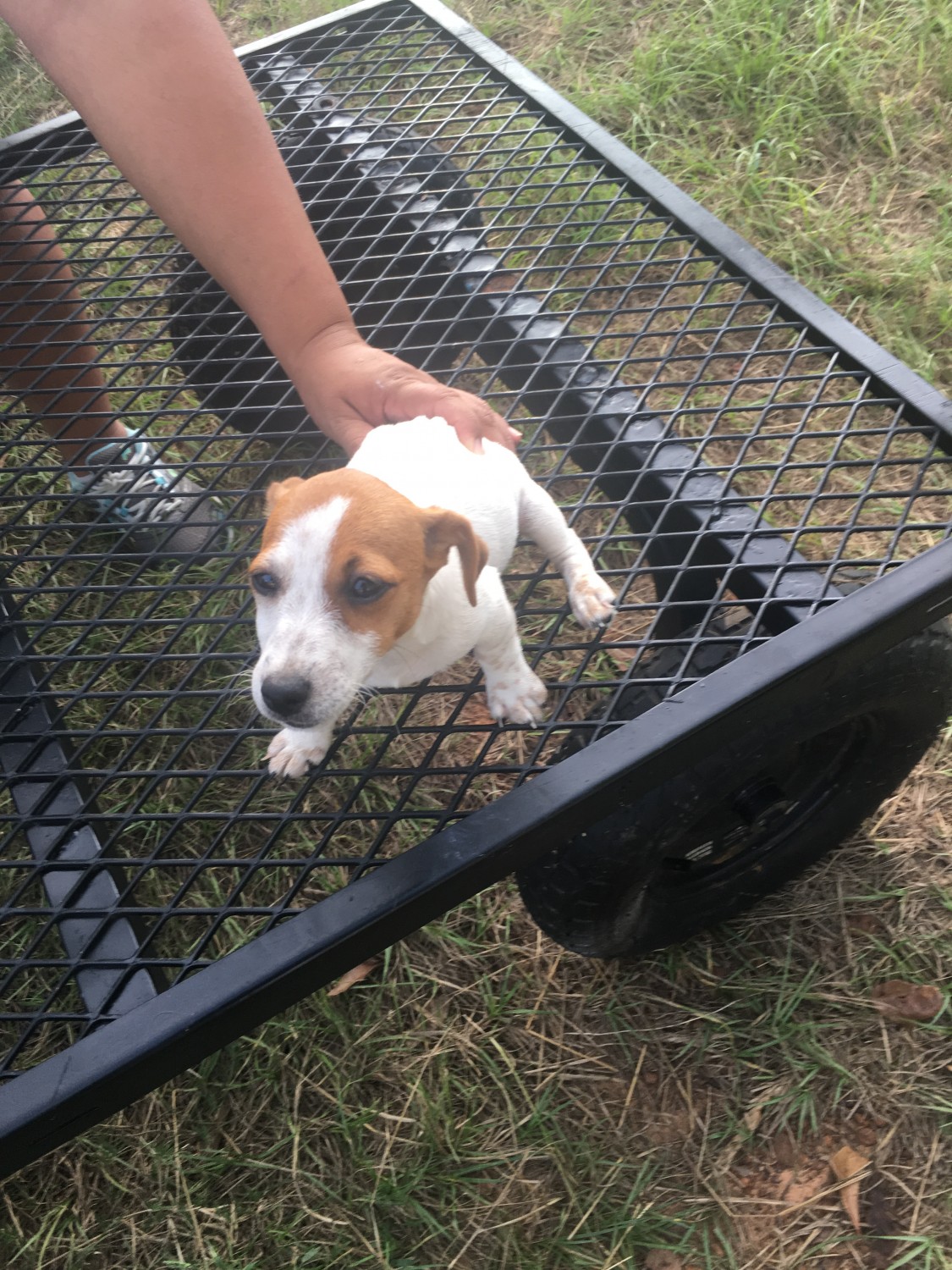 Jack Russell Terrier Puppies For Sale | Palestine, TX #310302