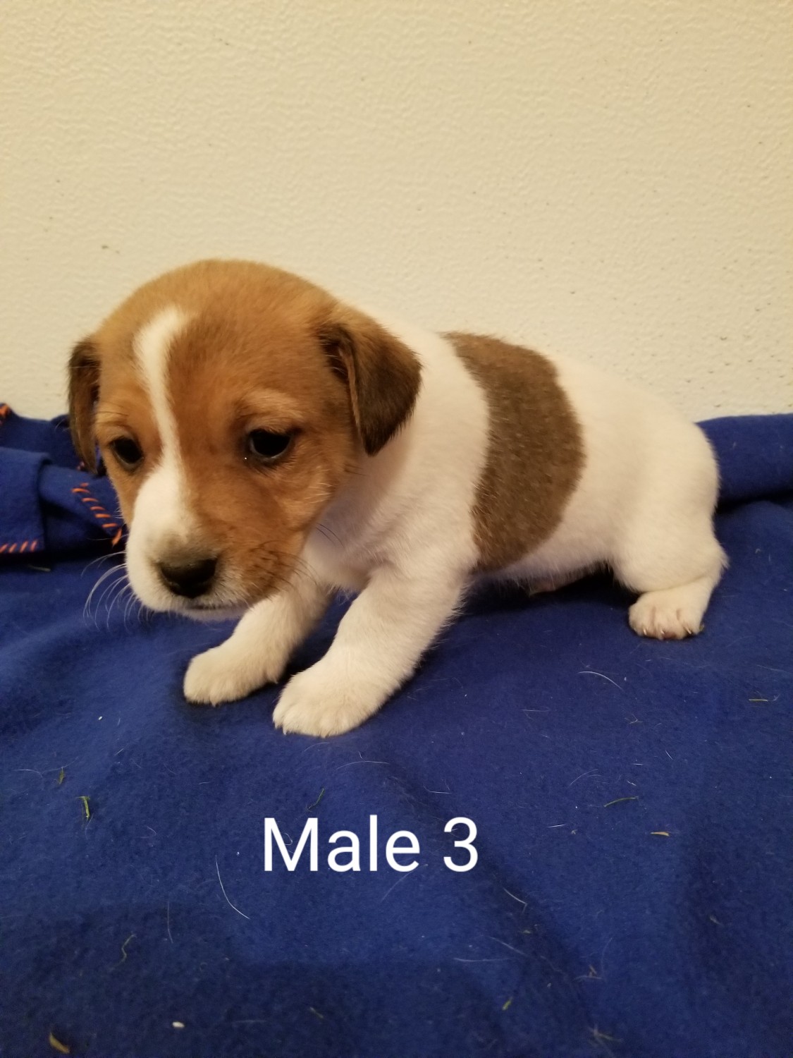 Jack Russell Terrier Puppies For Sale Wing, ND 310885