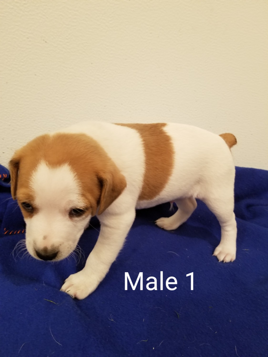 Jack Russell Terrier Puppies For Sale Wing, ND 310885