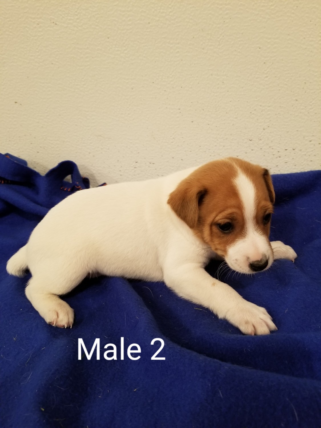 Jack Russell Terrier Puppies For Sale Wing, ND 310885