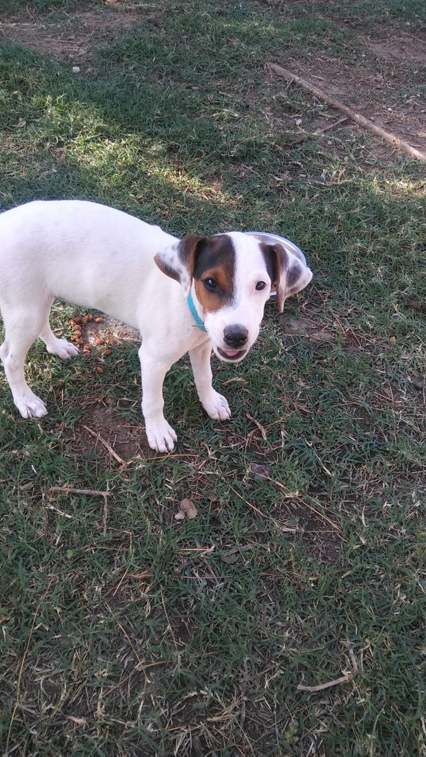 Jack Russell Terrier Puppies For Sale | Phoenix, AZ #311603
