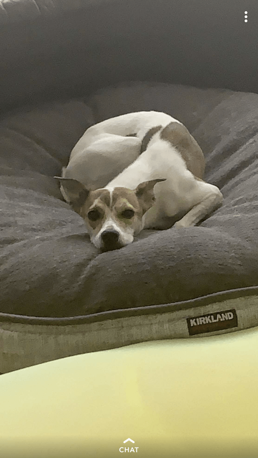 Jack Russell Terrier Puppies For Sale Tucson, AZ 315055