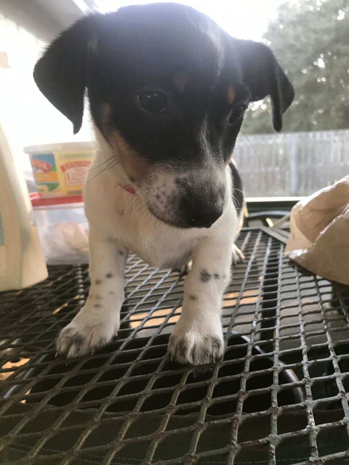Jack Russell Terrier Puppies For Sale | Kingsland, GA #315742