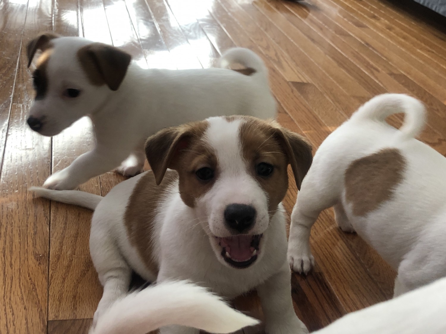 Jack Russell Terrier Puppies For Sale South Riding VA 326453