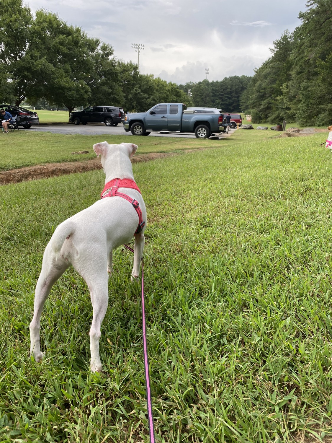 Jack Russell Terrier Puppies For Sale Marietta, GA 337430