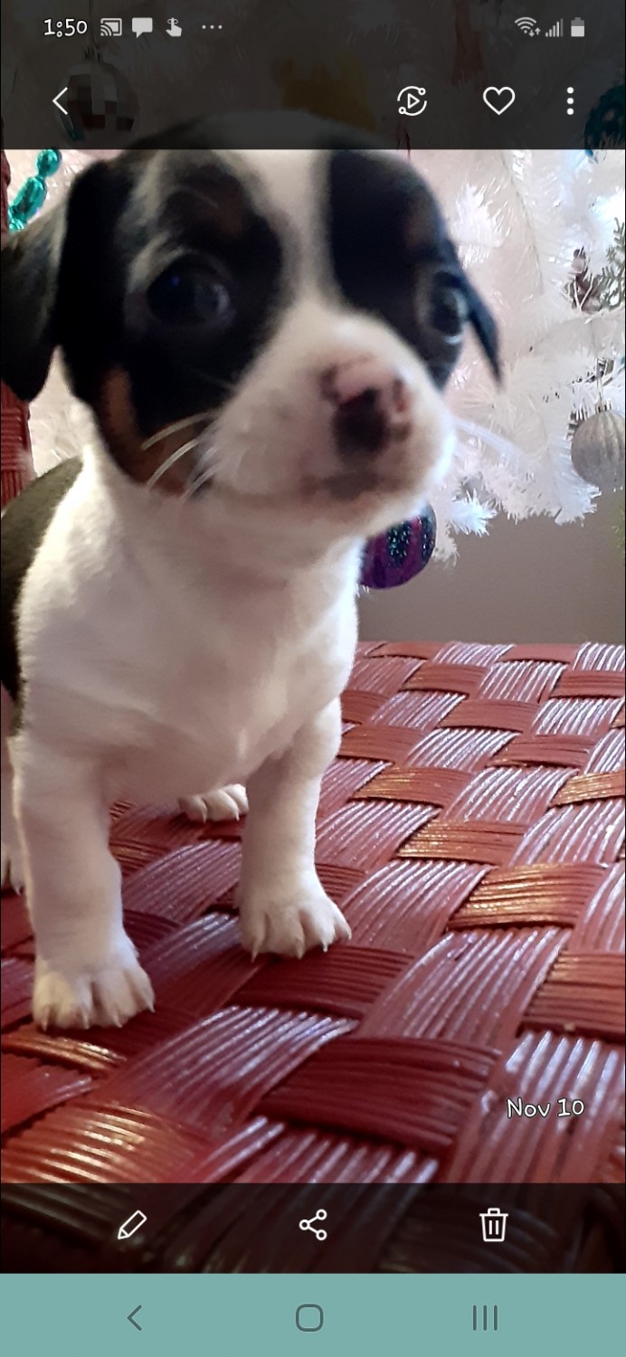 Jack Russell Terrier Puppies For Sale Fontana, CA 342255