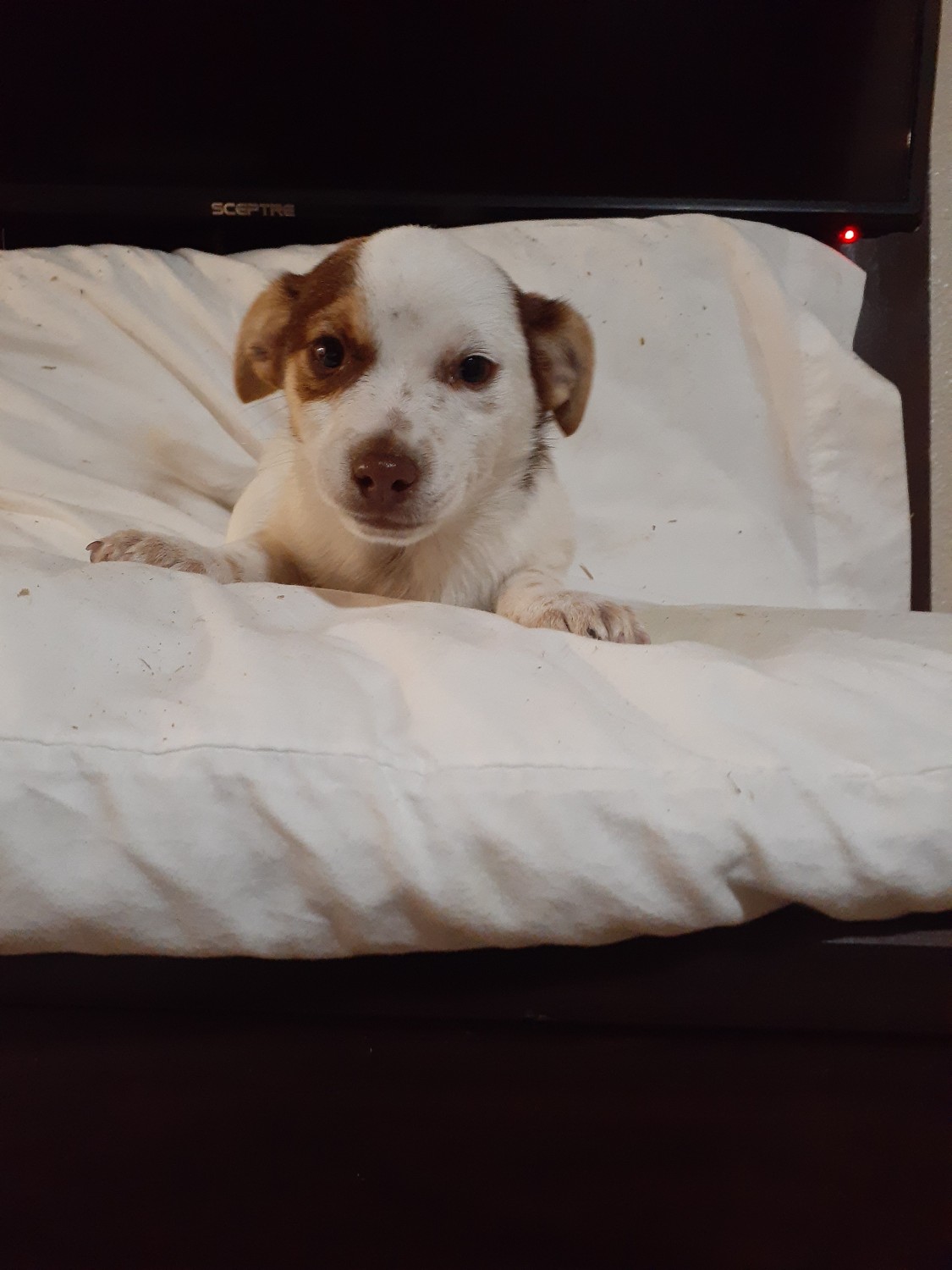 Jack Russell Terrier Puppies For Sale Stockton, CA 346206