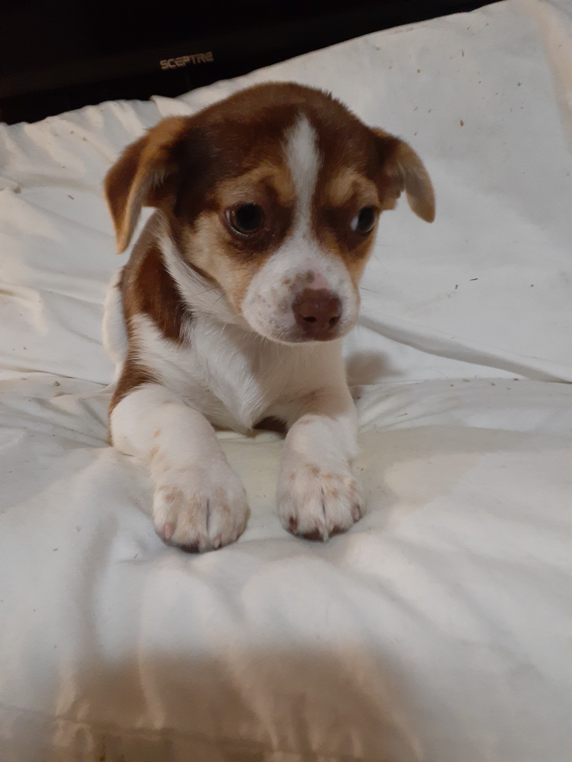 Jack Russell Terrier Puppies For Sale Stockton, CA 346206