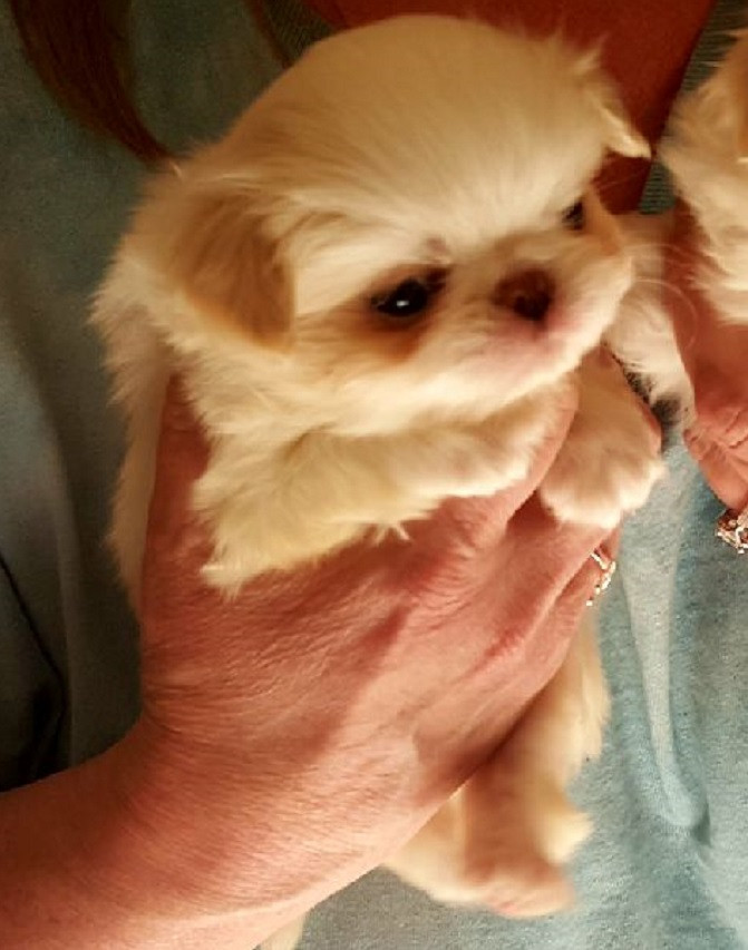 Japanese Chin Puppies For Sale | Salem, OR #194810