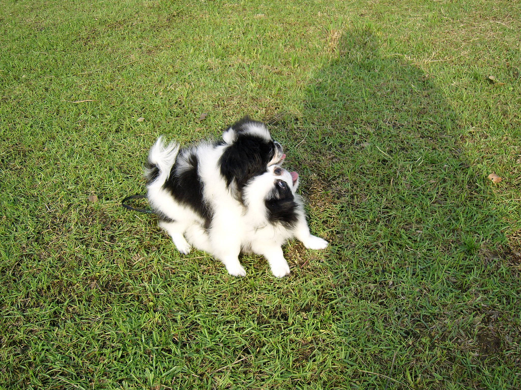 Japanese Chin Puppies For Sale | Texas Avenue, TX #214051