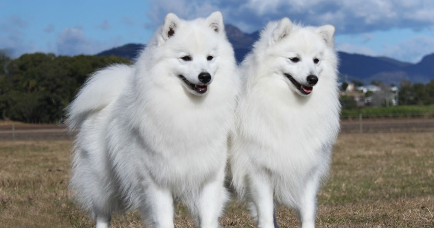 Japanese Spitz vs American Eskimo Dog - Breed Comparison