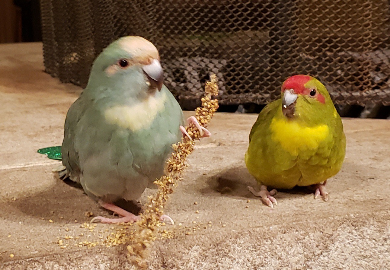 Kakariki Birds For Sale Sun Prairie, WI 527203