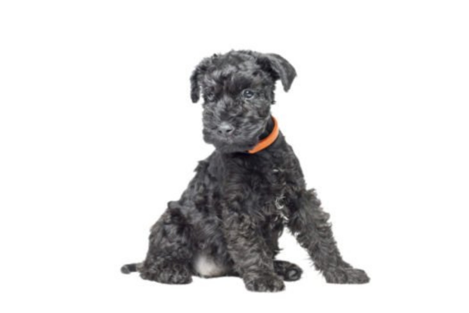 Staffordshire Bull Terrier Vs Kerry Blue Terrier Breed Comparison