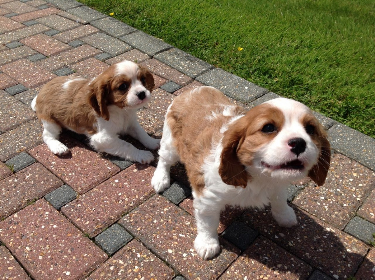 King Charles Spaniel Puppies For Sale Los Angeles, CA