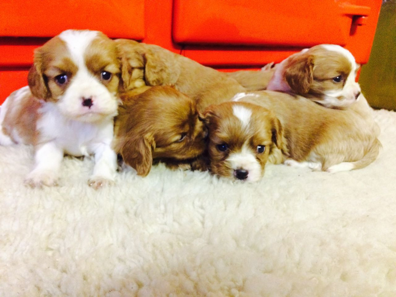 King Charles Spaniel Puppies For Sale Norfolk, VA 257013