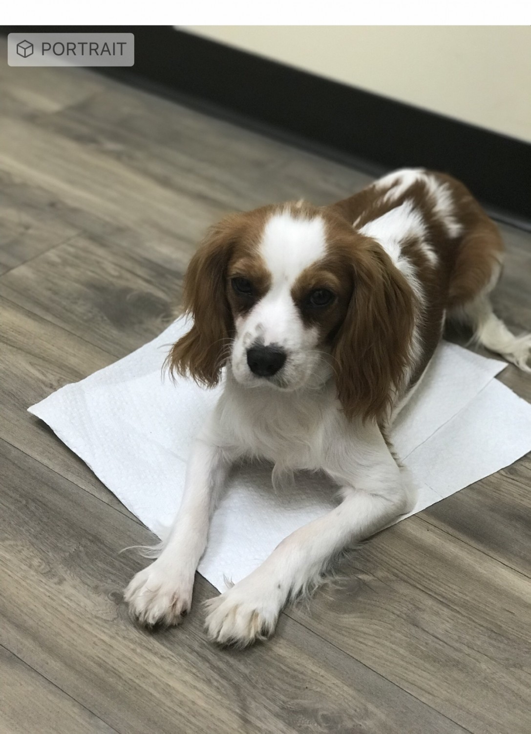 King Charles Spaniel Puppies For Sale Jacksonville, FL
