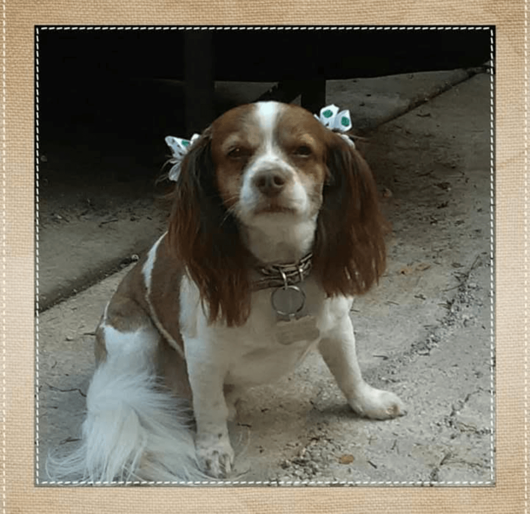 King Charles Spaniel Puppies For Sale Clarksville, TN