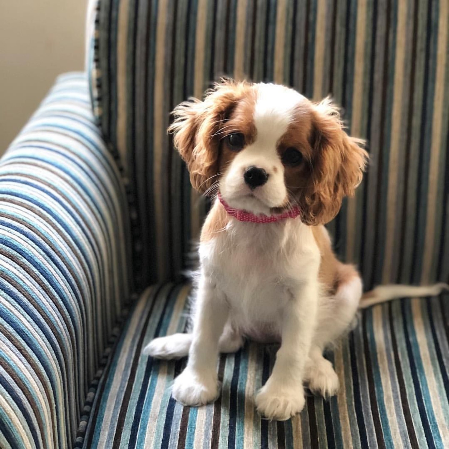 cocker spaniel mixed with king charles cavalier
