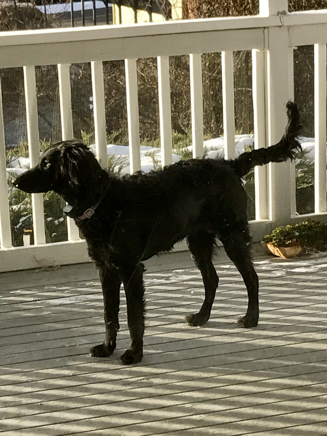 Labradoodle Puppies For Sale East Wenatchee, WA 177402