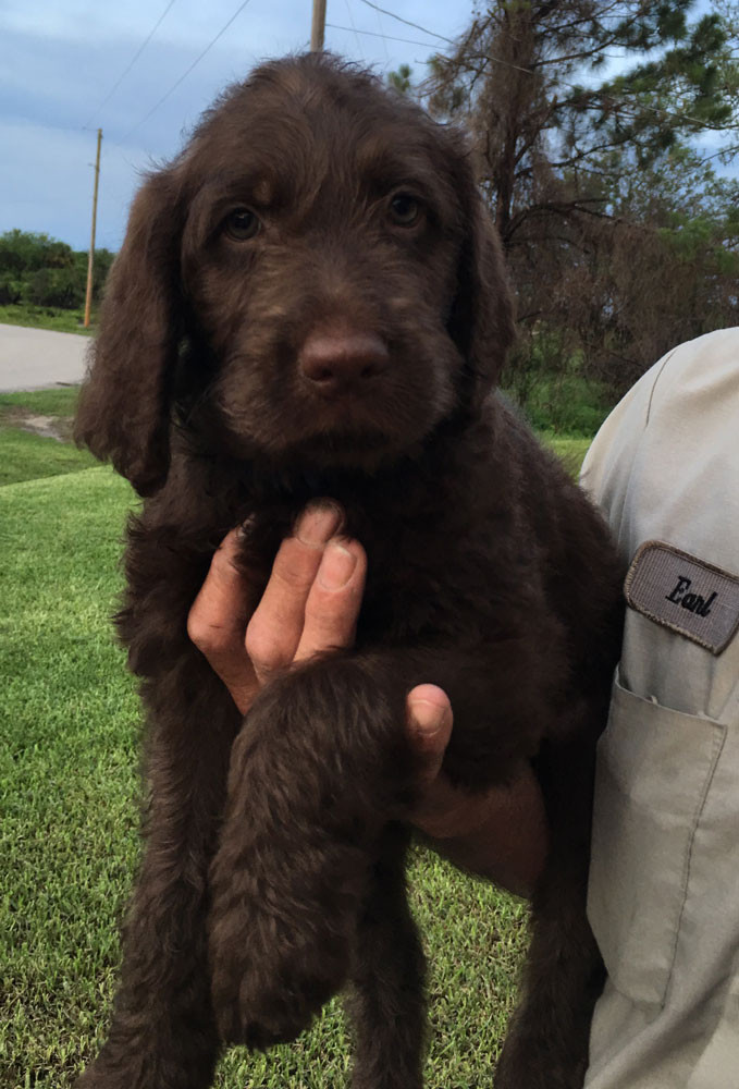 Labradoodle Puppies For Sale Lehigh Acres, FL 214429