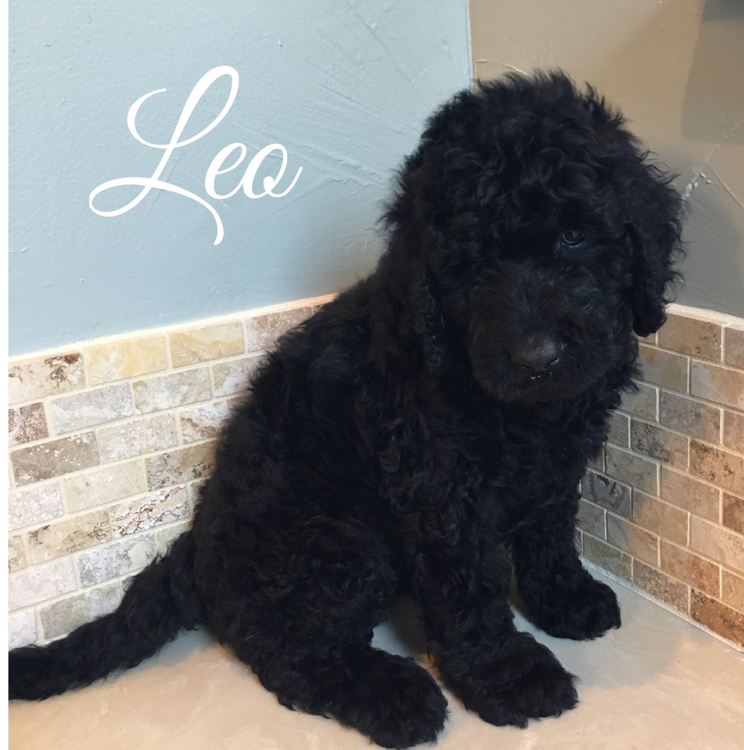 Labradoodle Puppies For Sale Arlington, TX 251796