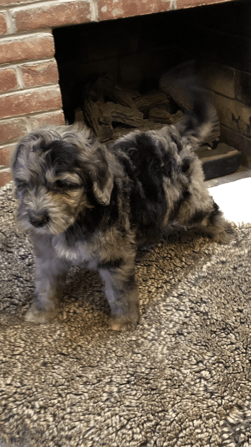 Labradoodle Puppies For Sale | Columbus Grove, OH #289067