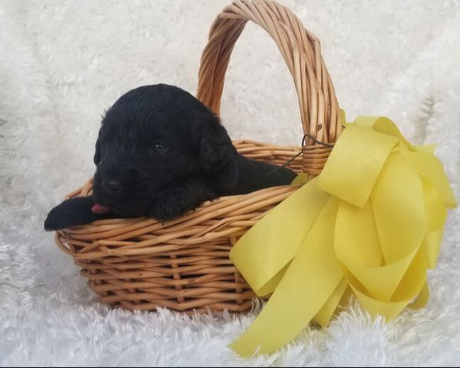 Labradoodle Puppies For Sale Castle Rock, WA 300469