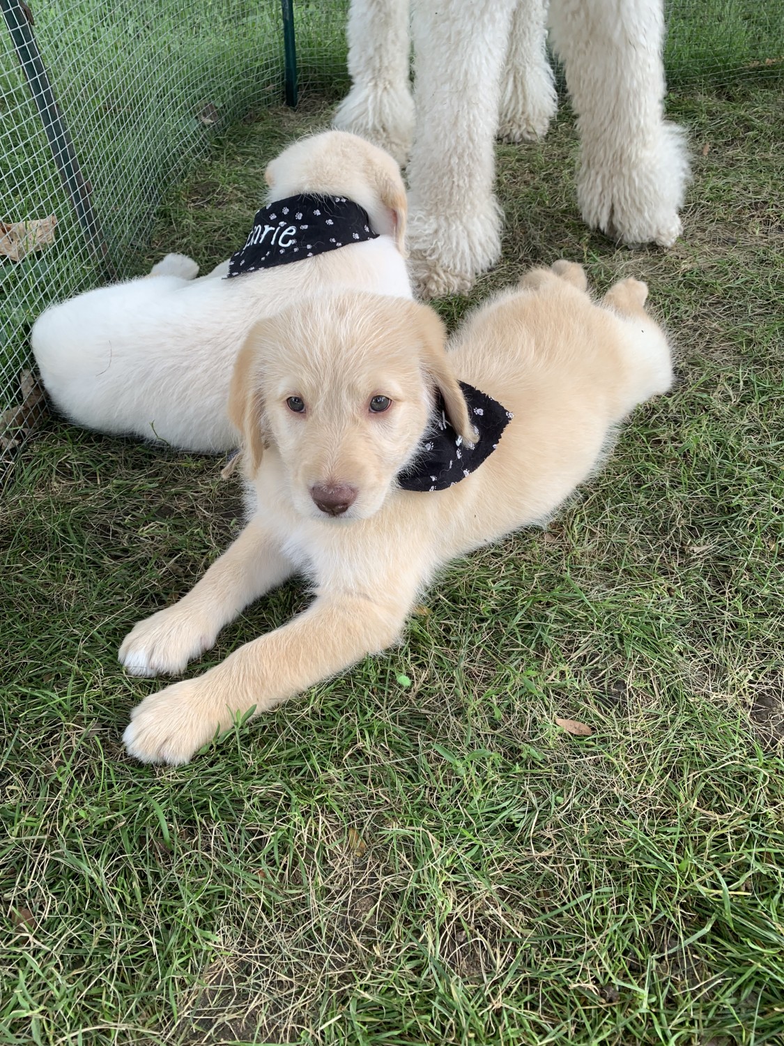 Labradoodle Puppies For Sale Archbold, OH 305941