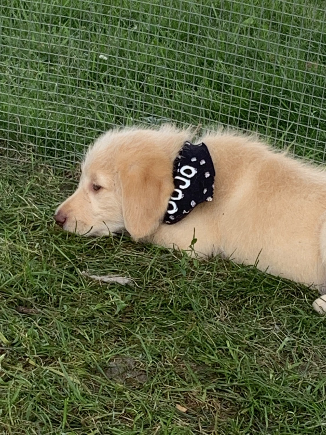Labradoodle Puppies For Sale Archbold, OH 305941
