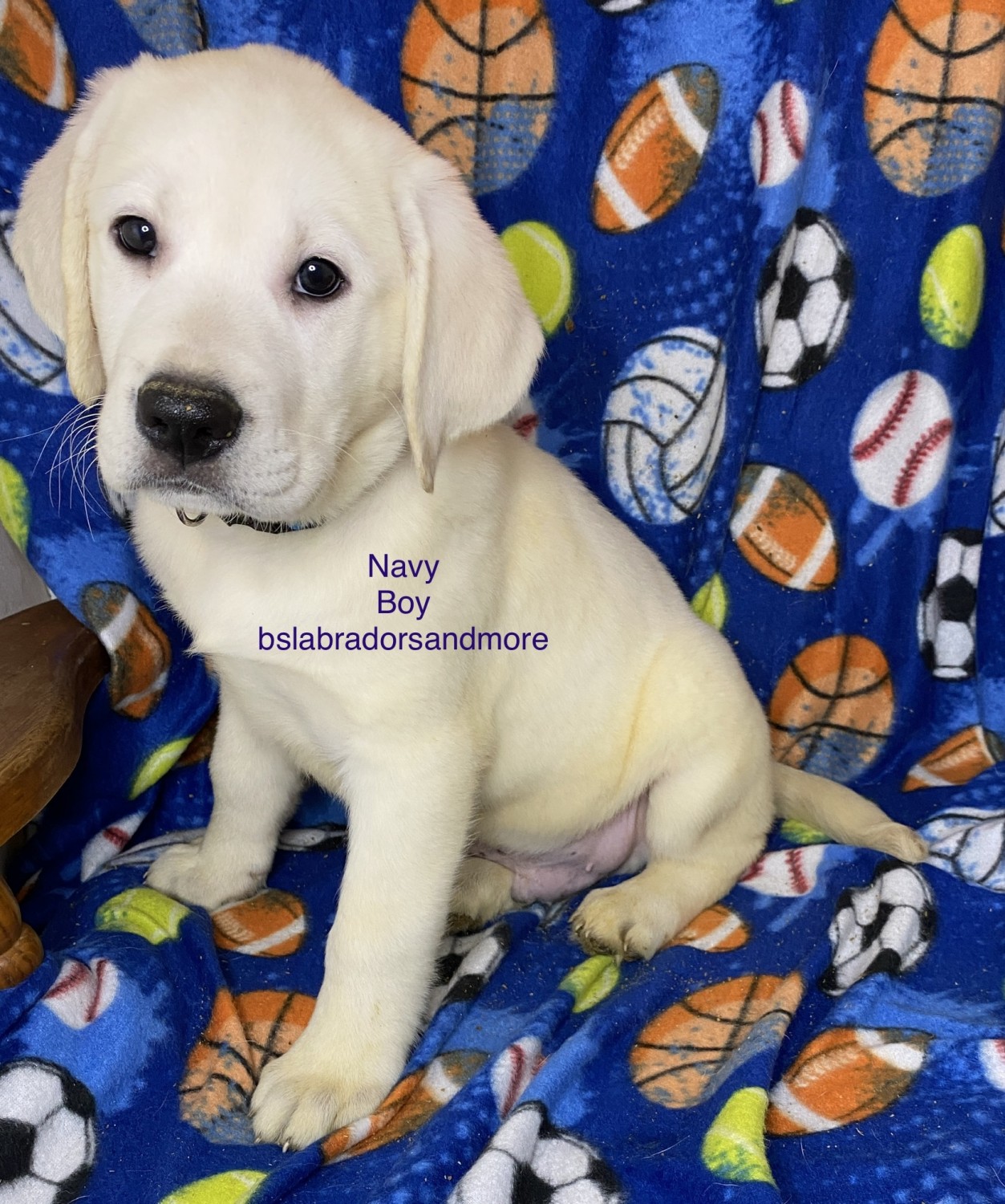 Labrador Retriever Puppies For Sale Athens, AL 408123