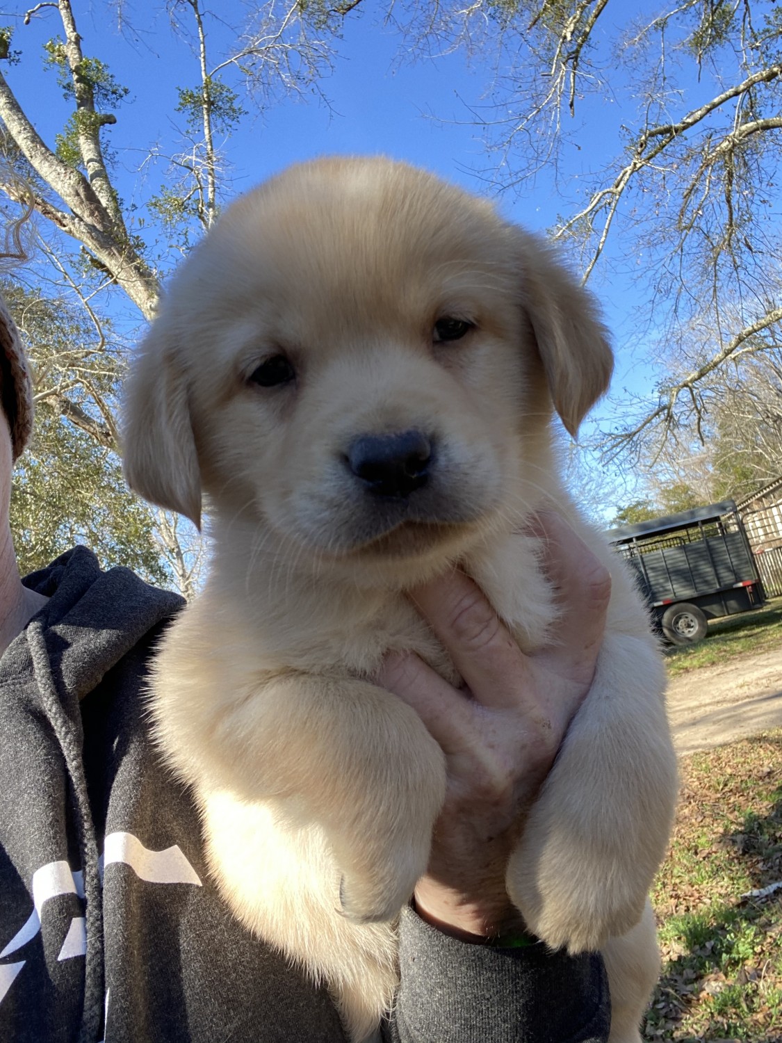 Labrador Retriever Puppies For Sale Milton, FL 410583