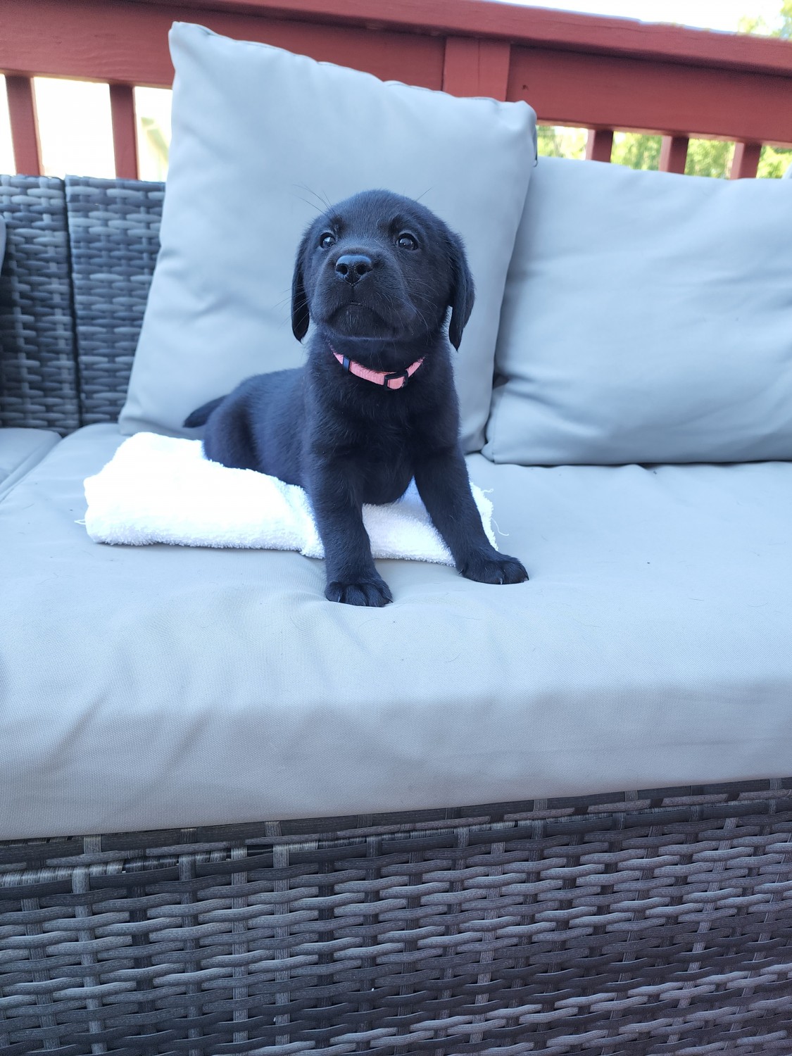 Labrador Retriever Puppies For Sale Hampton, VA 451814
