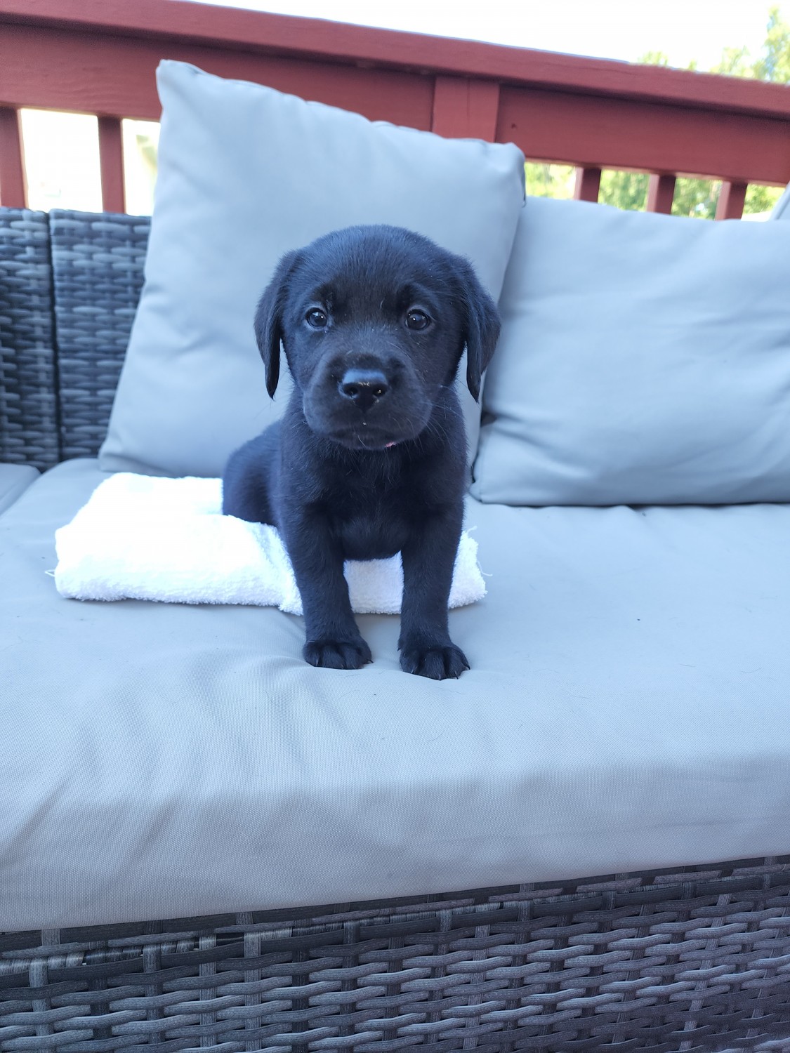 Labrador Retriever Puppies For Sale Hampton, VA 451814