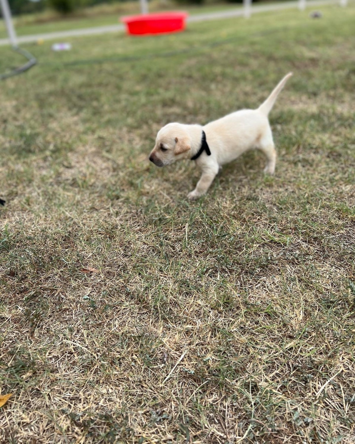 Labrador Retriever Puppies For Sale Cushing, OK 456144