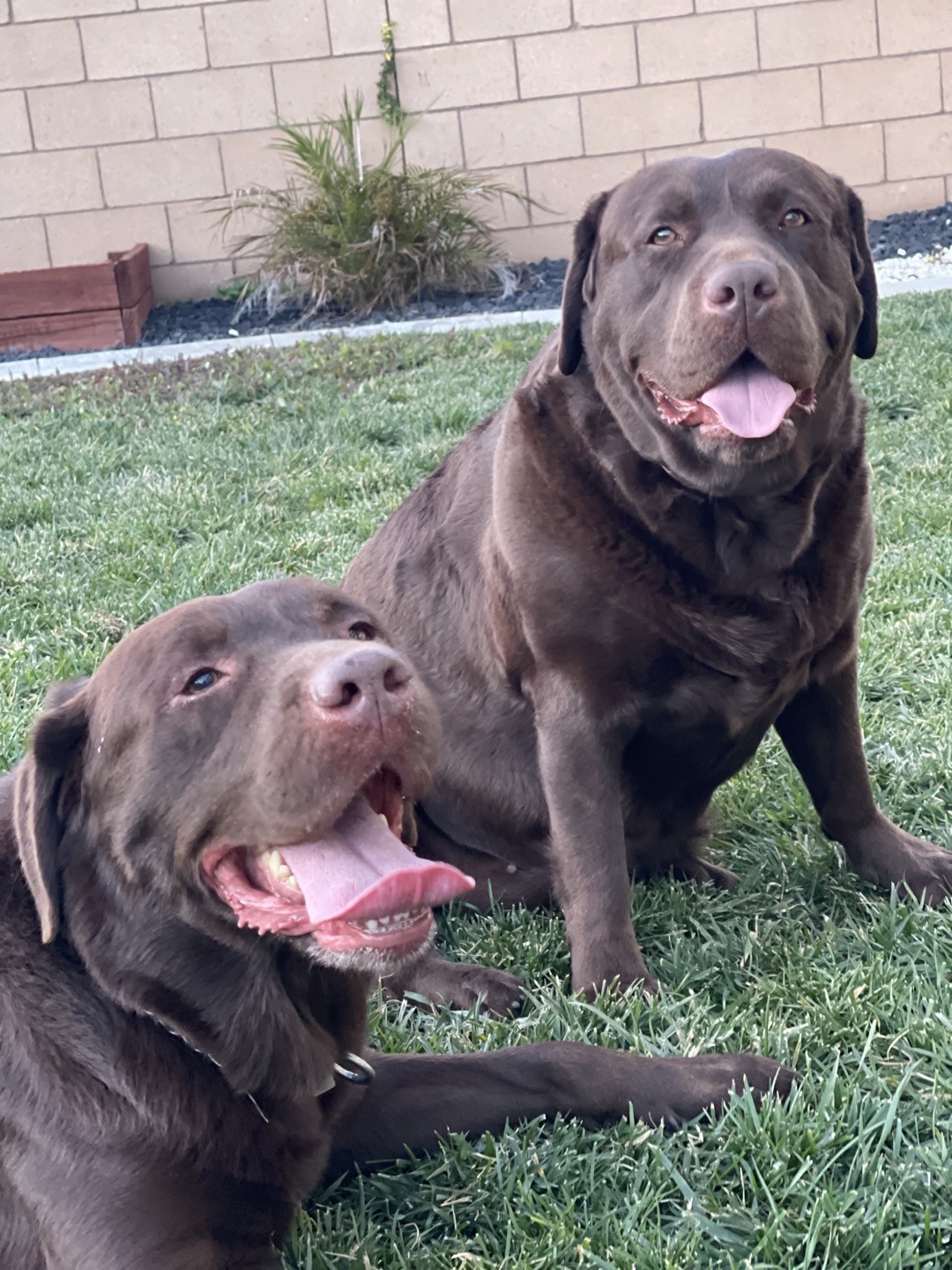 Labrador Retriever Puppies For Sale | Los Angeles, CA #494506