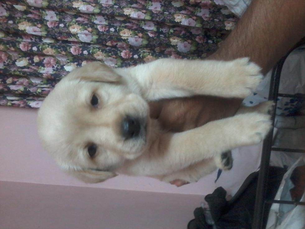 Labrador Retriever Puppies For Sale Pune, MH 68625