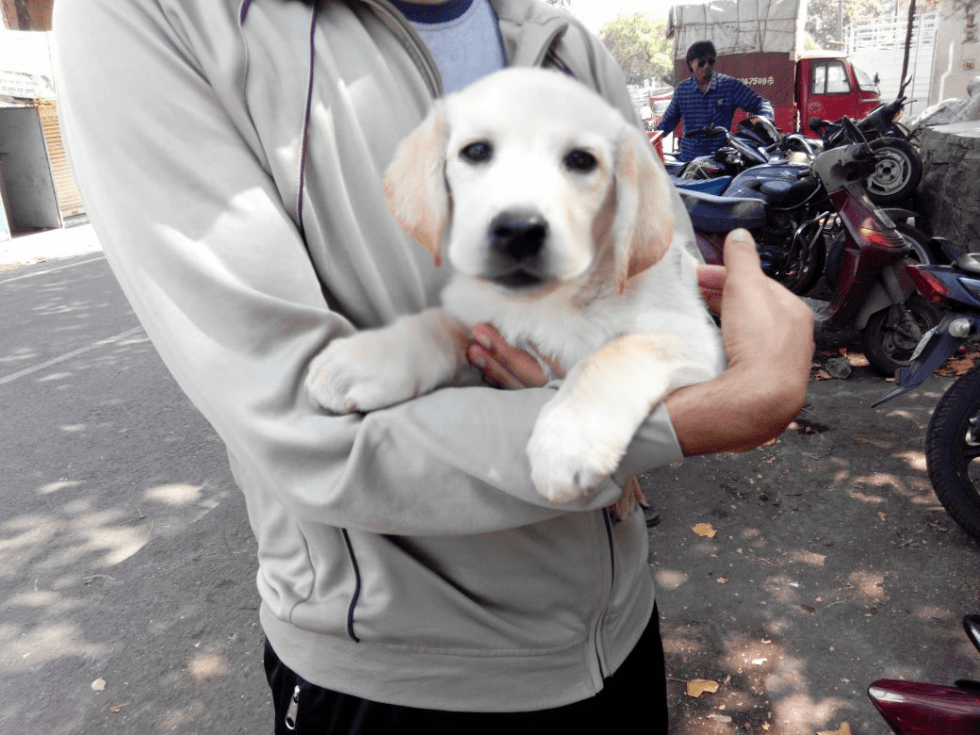 Labrador Retriever Puppies For Sale Pune, MH 74293
