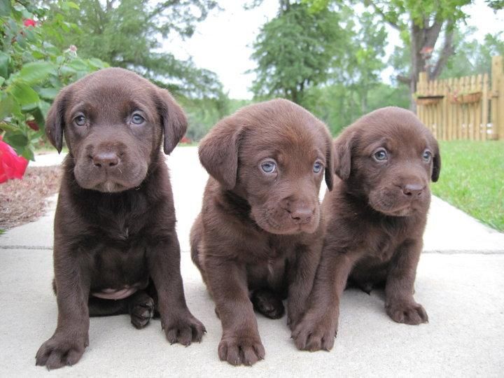 Labrador Retriever Puppies For Sale Newton, MA 83819